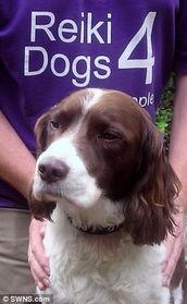 狗狗假日情缘,温馨治愈的宠物爱情故事