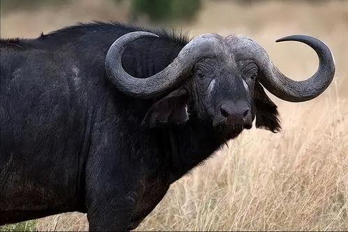 美国水牛,自然界的坚韧象征与生态平衡的守护者