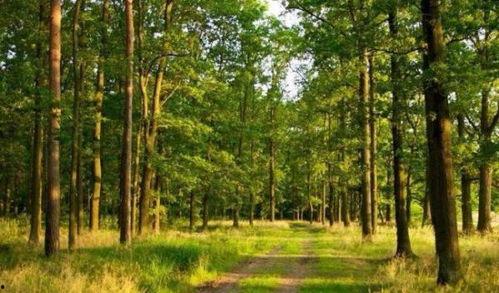 树林深处,探寻树林深处的神秘世界